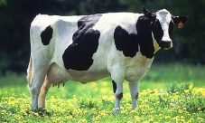 Ejemplo de descripción de animales: La vaca