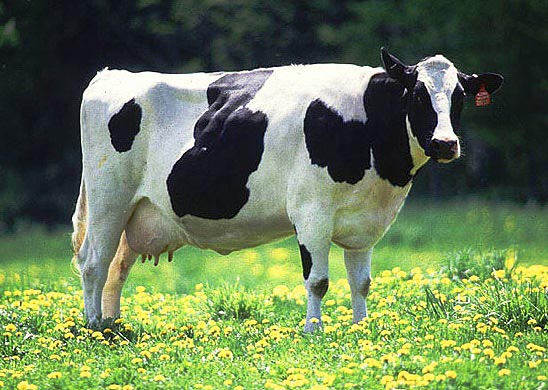 Ejemplo de descripción de animales: La vaca
